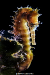 Backlit seahorse by Penn De Los Santos 